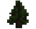 Blackwood Sapling