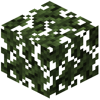 Cypress Leaves