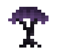 Dragon Tree Sapling