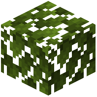 Eucalyptus Leaves