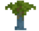 Eucalyptus Sapling
