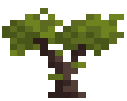 Magnolia Sapling