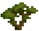 Maple Sapling