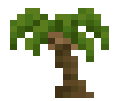Palm Sapling