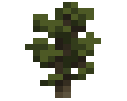 Pine Sapling