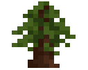 Redwood Sapling