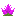 Saguaro Cactus Flower