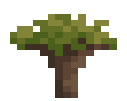Socotra Sapling