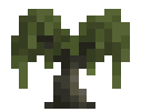 Willow Sapling