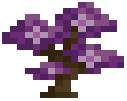 Wisteria Sapling