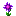 Moonlight Lily