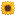 Mammoth Sunflower