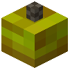 Rawwinterjujube