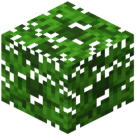 Solarwood Leaves