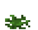 Dandelion Bush