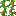 Orange Tulip Vine