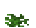 Sunflower Bush