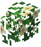 Daisy Hedge