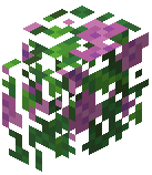 Lavender Hedge