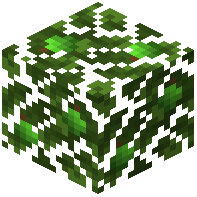Lime Leaves