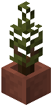 Potted Cypress Tree