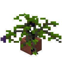 Potted Grape