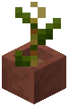 Potted Maize