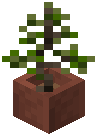 Potted Green Maple Sapling