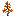 Orange Maple Sapling