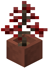 Potted Red Maple Sapling