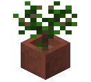 Potted Mulberry
