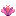 Pink Cactus Flower