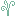 Jukeweed