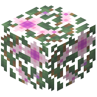 Magnolia Leaves