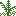 Rhacophyton
