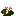 Woolly-stalked Begonia