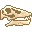 Fresh Diplodocus Skull