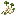 Houttuynia