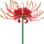 Red Spider Lily