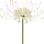 White Spider Lily