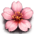 Thousand Cherry Blossoms