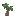 Kopje Fig Sapling
