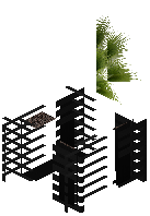 Kiko plant black