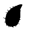 死体袋
