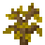Ginkgo Sapling