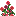 Chinese Rose