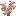 Ornamental Peach Sapling