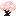 Pink Apricot Sapling
