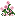 Jiaolong Chinese Rose