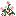 Pink White Chinese Rose